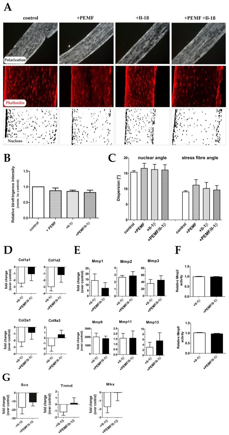 cells-08-00399-g007jpg