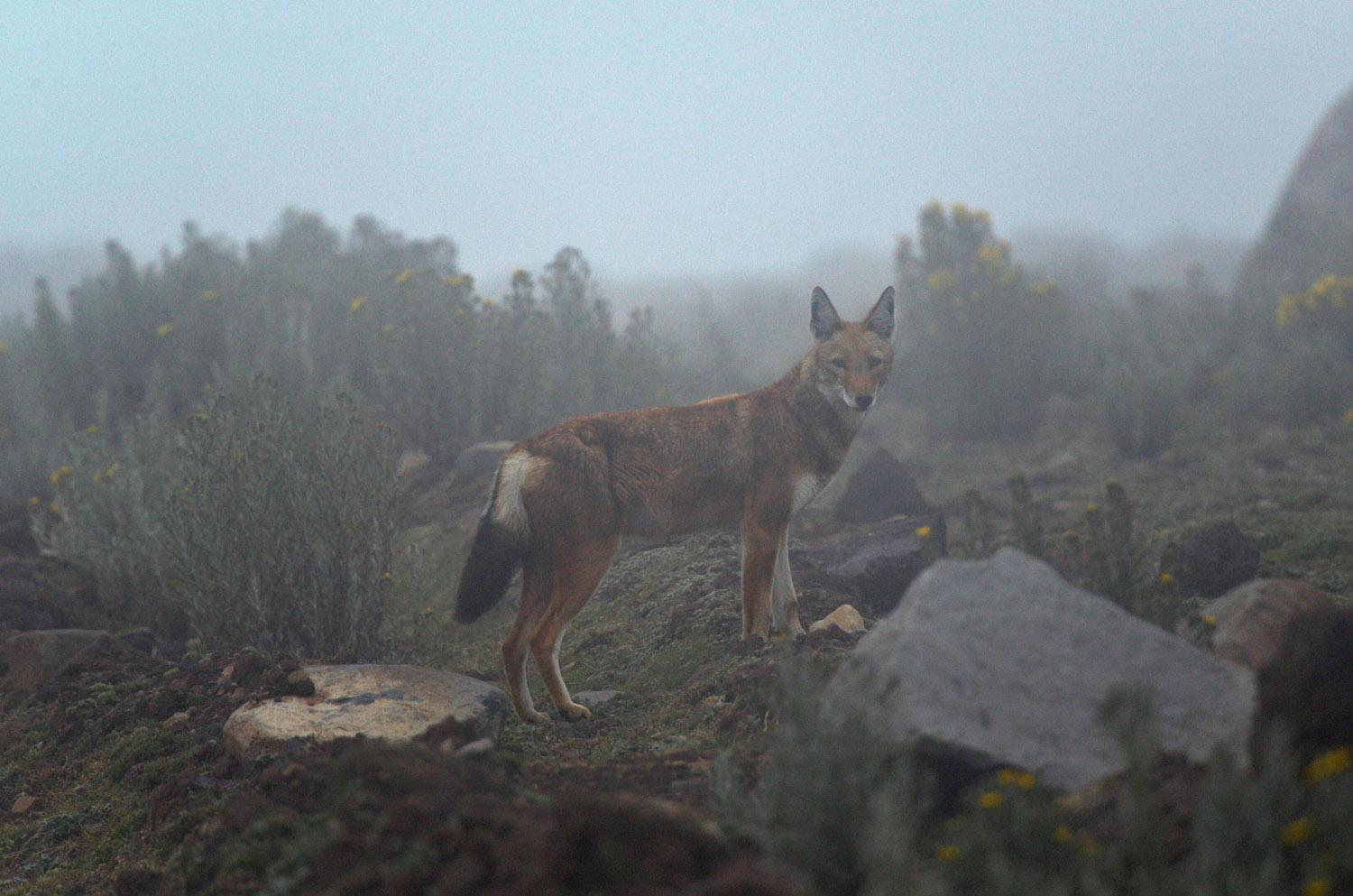 Simien Wolf in the fog, Sanetti plateau