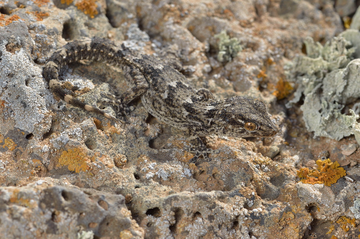 East Canary Gecko, Fuerteventura