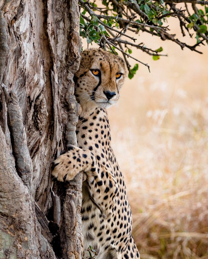 Uno dei 5 "muskeeters", la coalizione di 5 ghepardi che domina il Mara, Masai Mara Kenya 2018