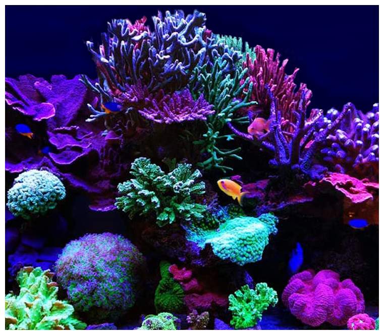 Exotica Ref Club, pagina dedicata alla risoluzione dei problemi, Notizie sul reef,