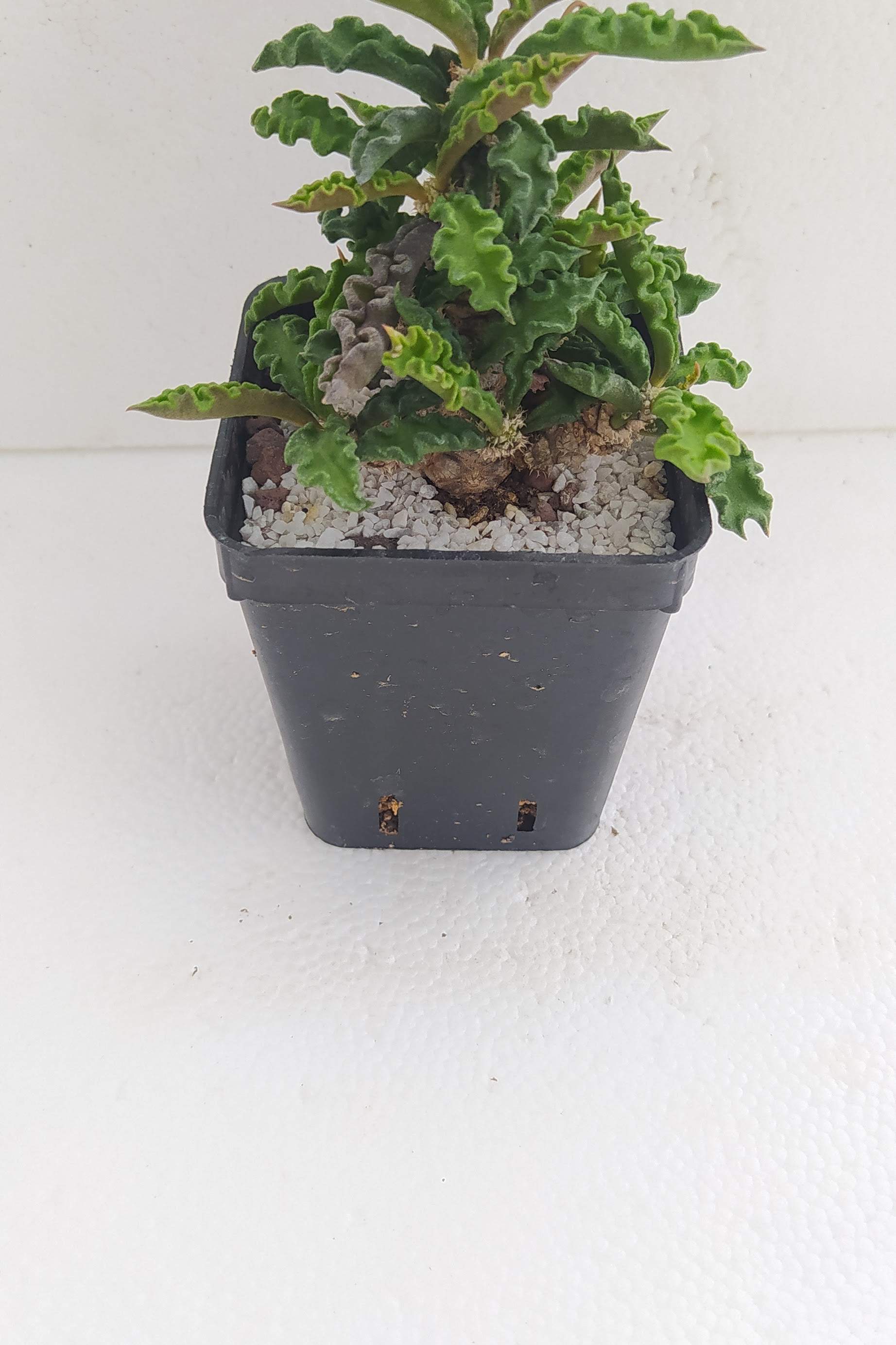 Euphorbia Decary