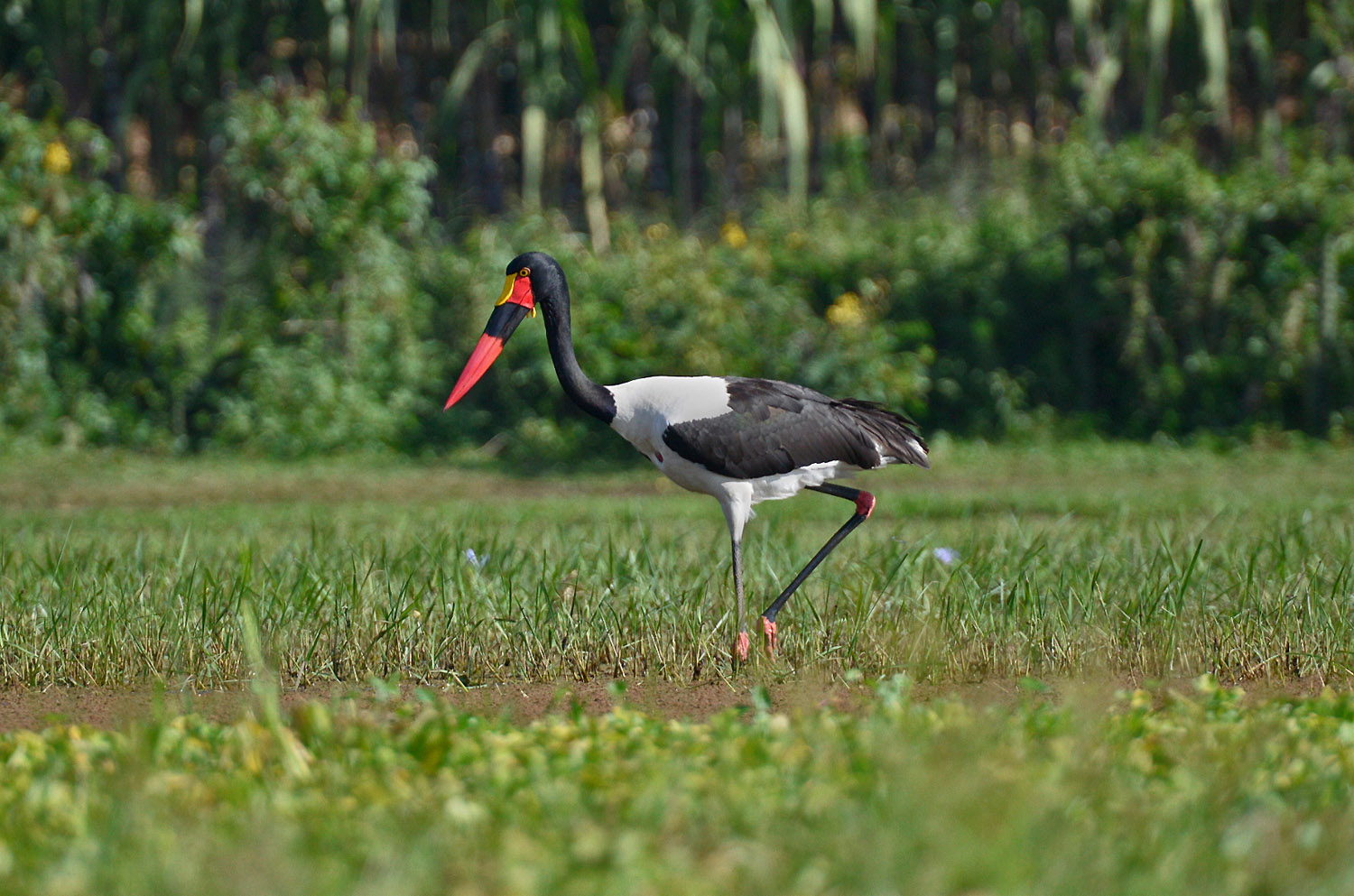Saddle-billed Stork (Ephyppiorhynchus senegalensis) lago Tana, lake Tana