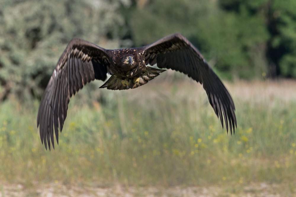 White-tailed Eagle juv.