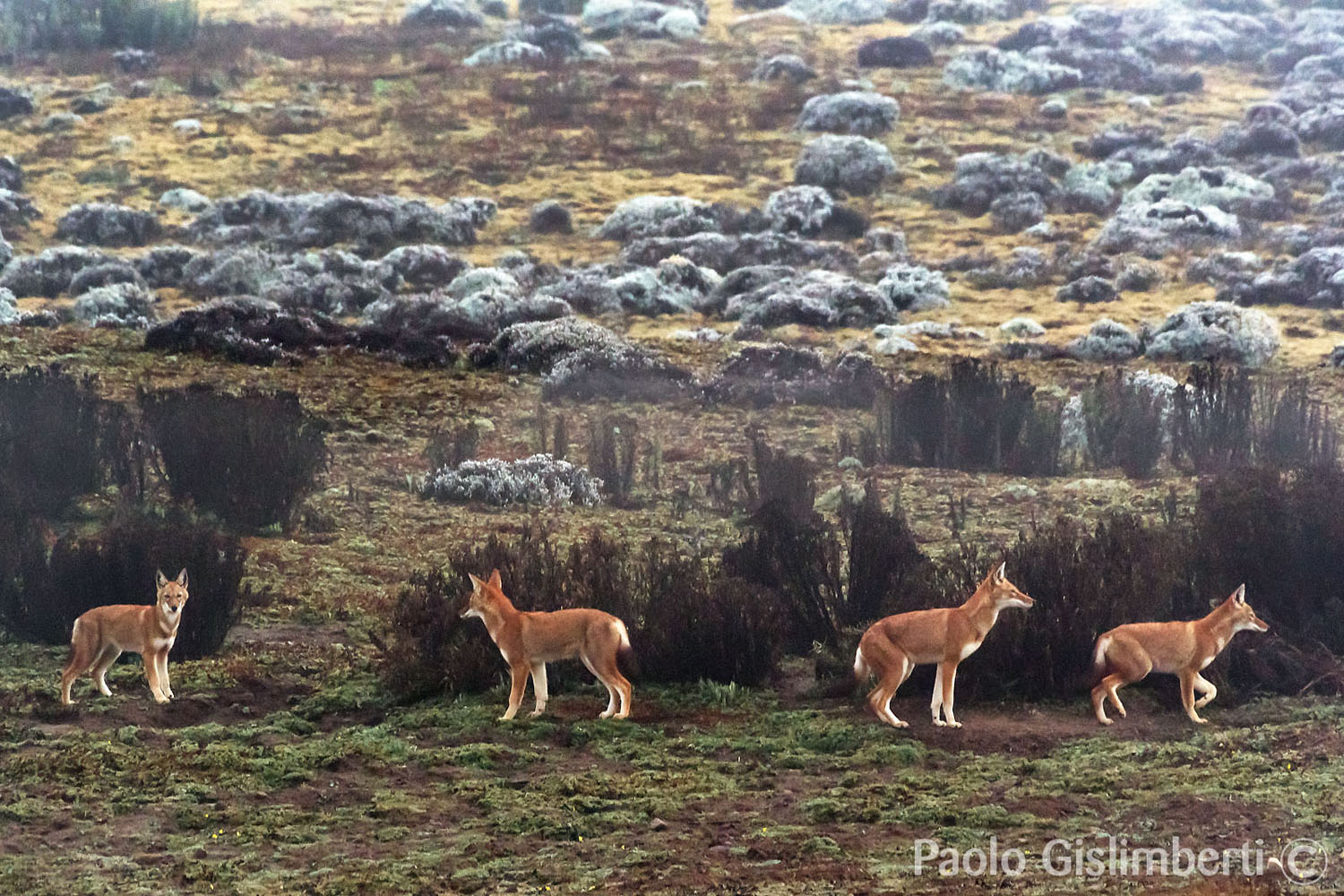 Simien Wolves in the fog, Sanetti plateau
