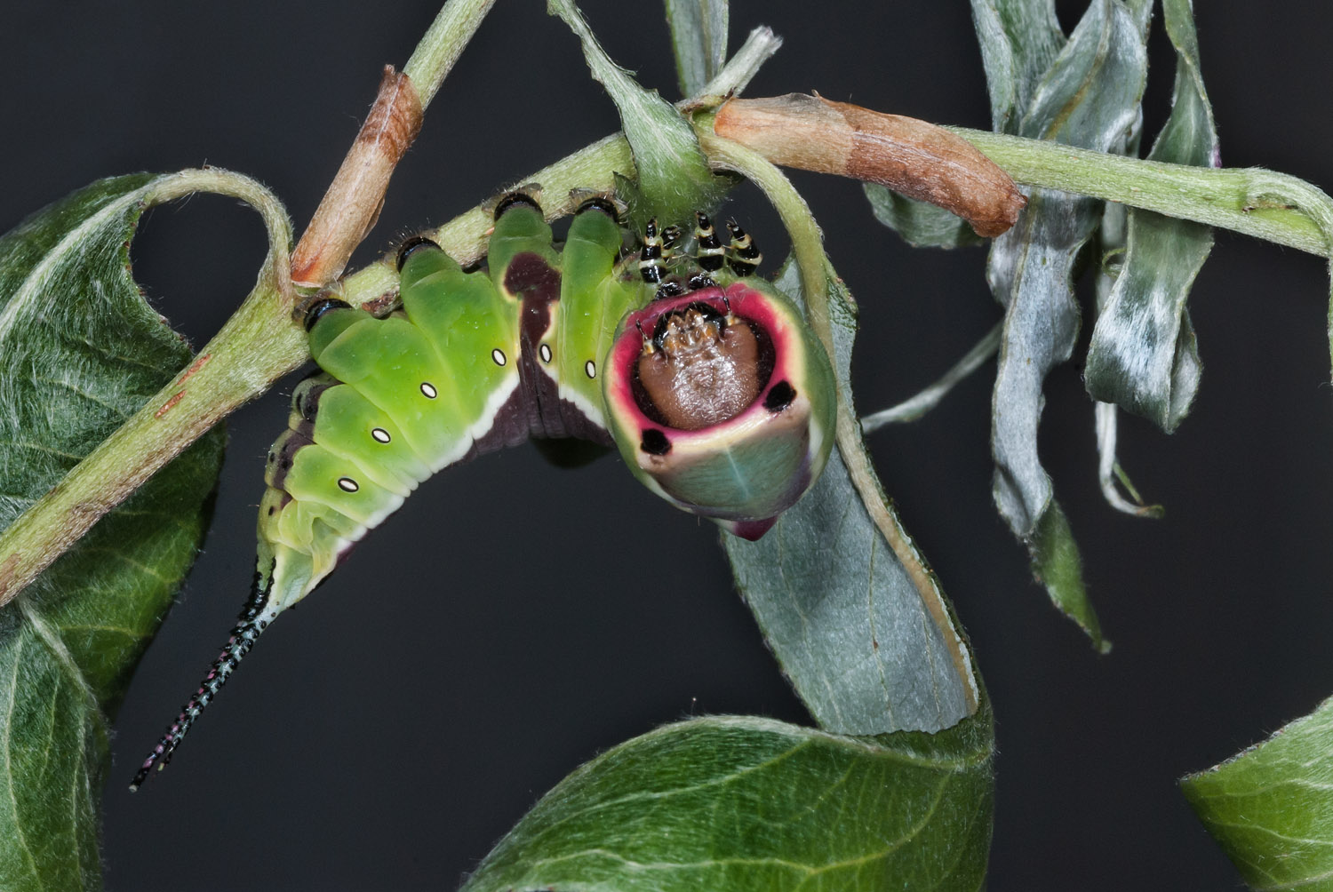 Puss Moth caterpillar after the 4th ecdysis