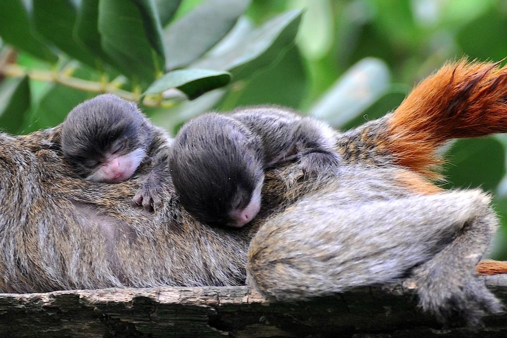 Bioparco, nati due gemelli di scimmia tamarino imperatore