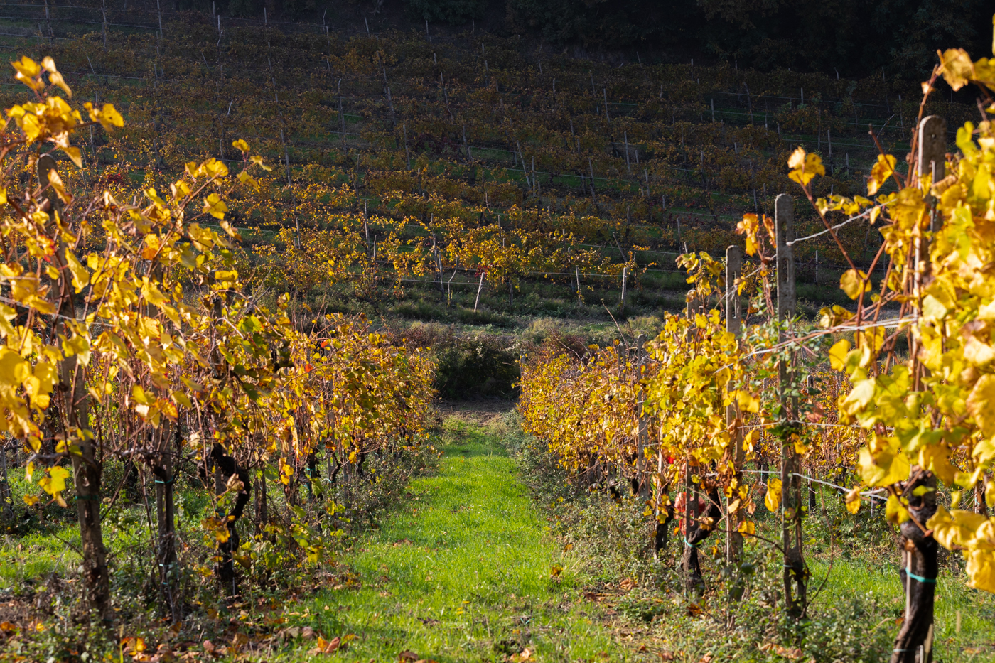 Le vigne di croatina della Rocchetta di Mondondone