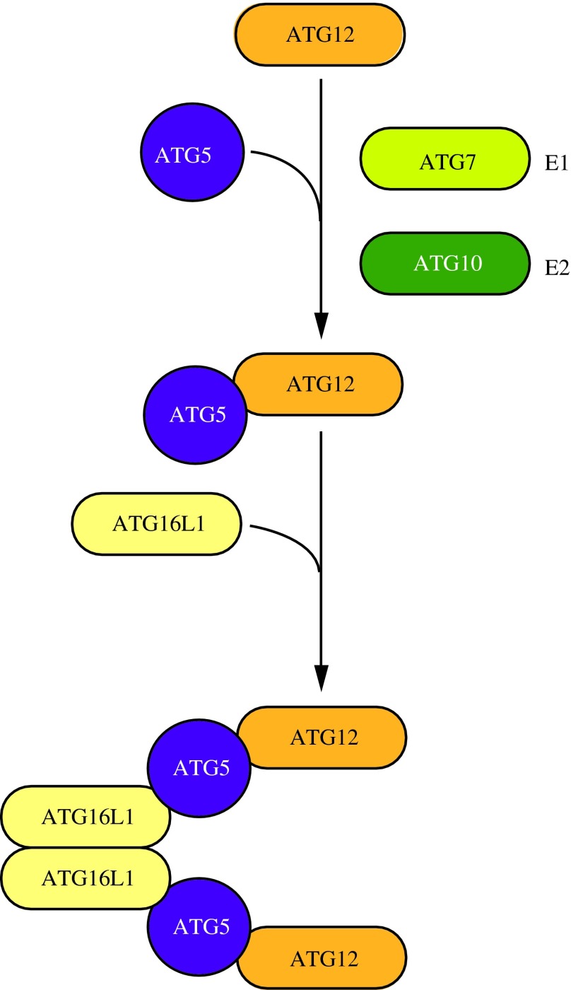 fig-5jpg