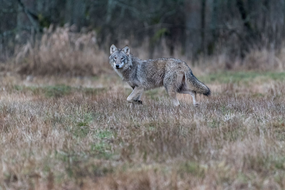 giovane Lupo (Canis lupus), Wolf Juv.