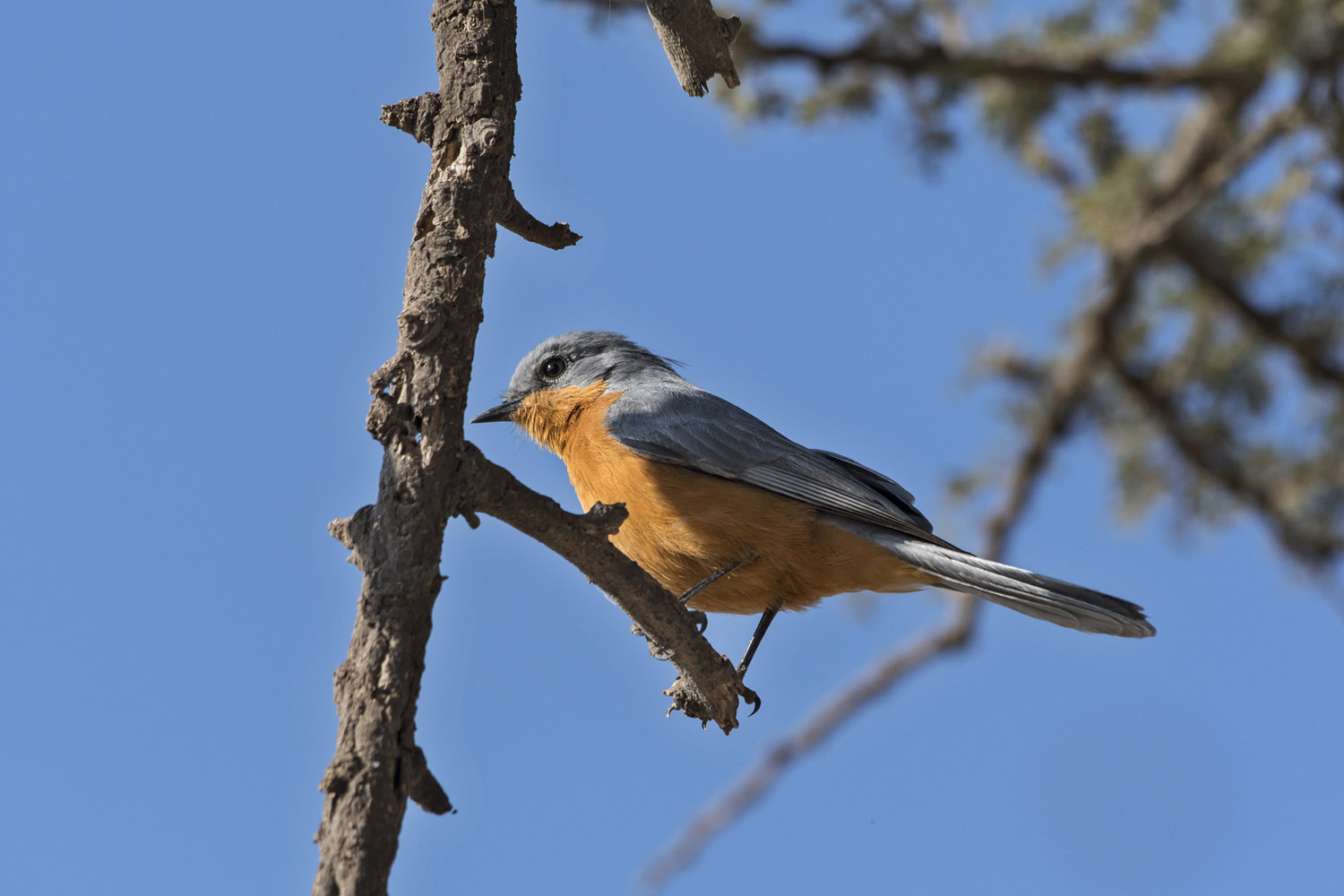 Silverbird, Serengeti NP