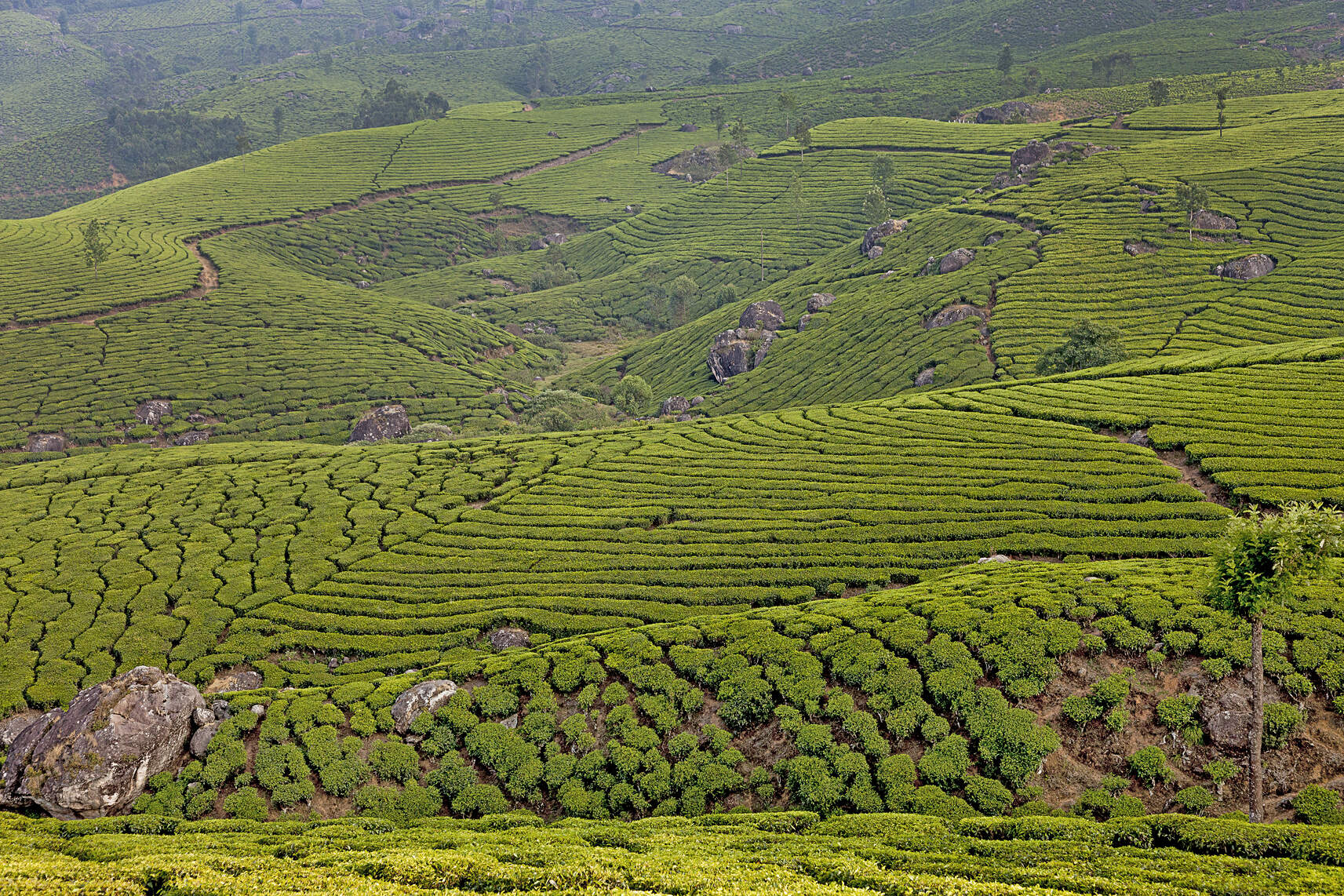 Shangri-La del Kerala, fra piantagioni di thè e sciarpine colorate