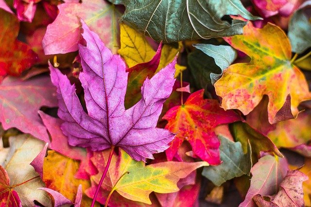 foliage-autunno-antiossidanti-clorofilla-carotenoidi-antociani-licopene-giallo-arancio-rosso-marrone-astaxantina-luteina