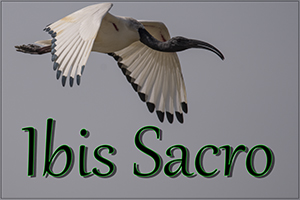 Ibis-sacro-anteprimajpg