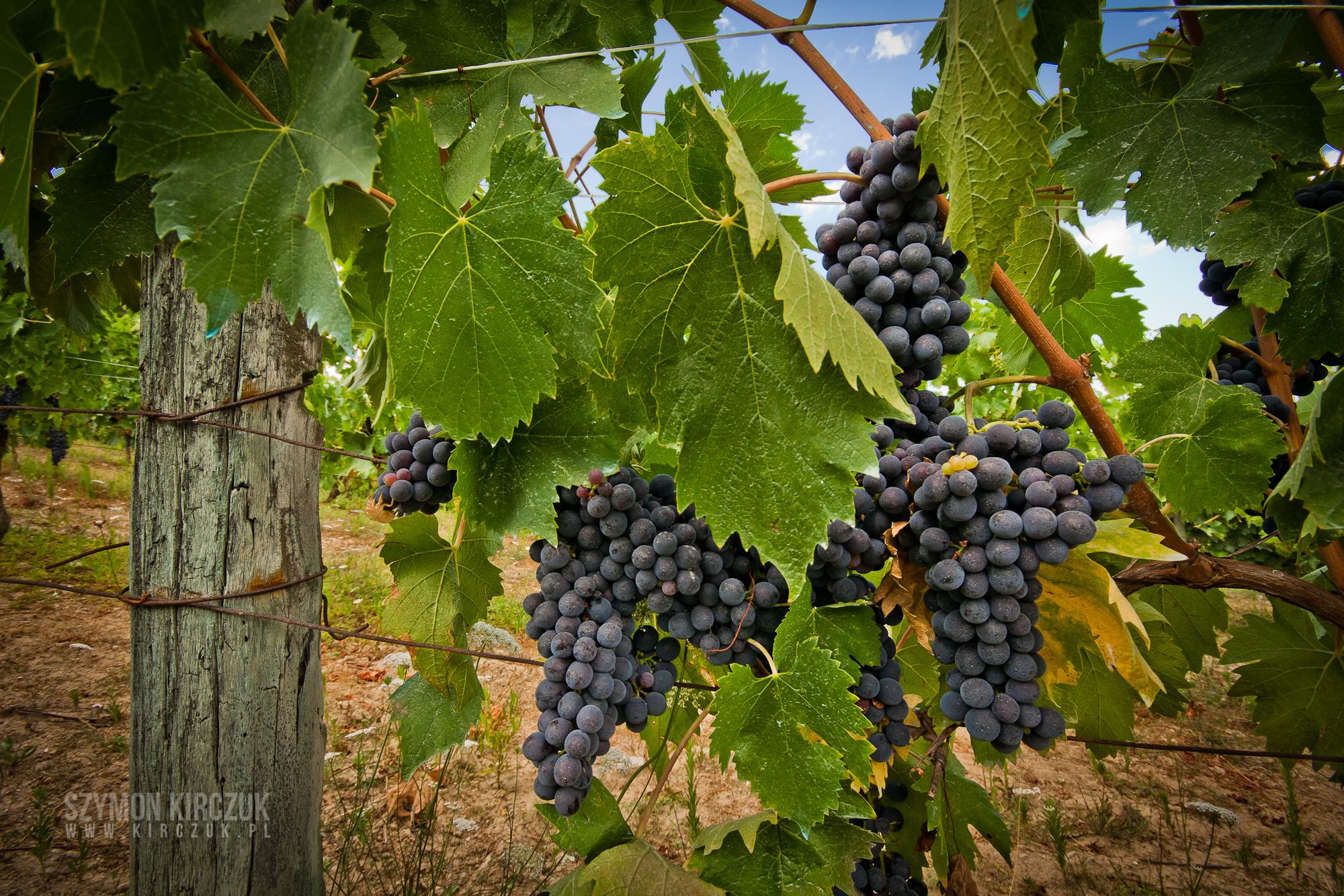 les vignobles de Villino del Grillo