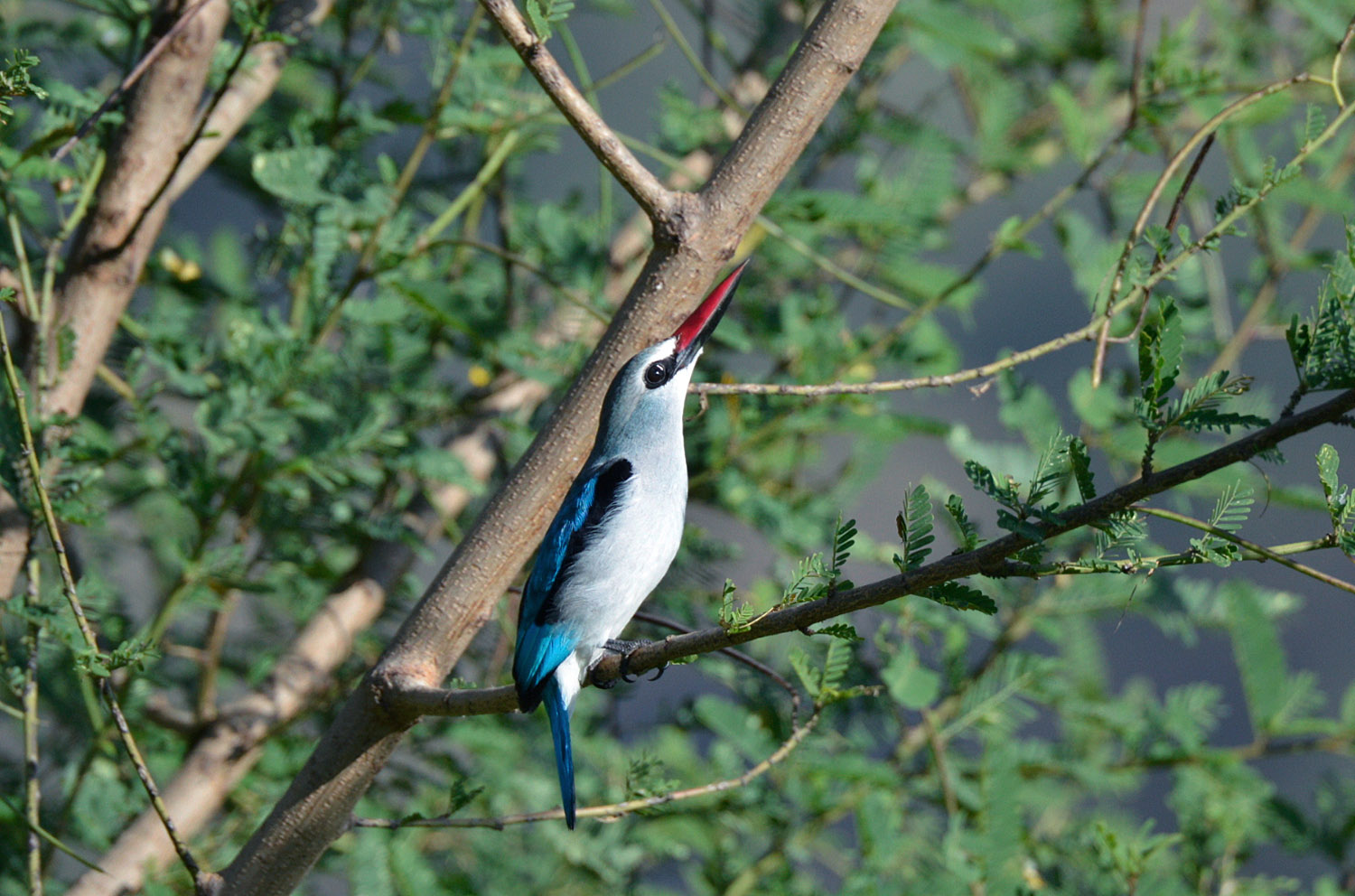 Woodland Kingfisher, Awasa, Etiopia