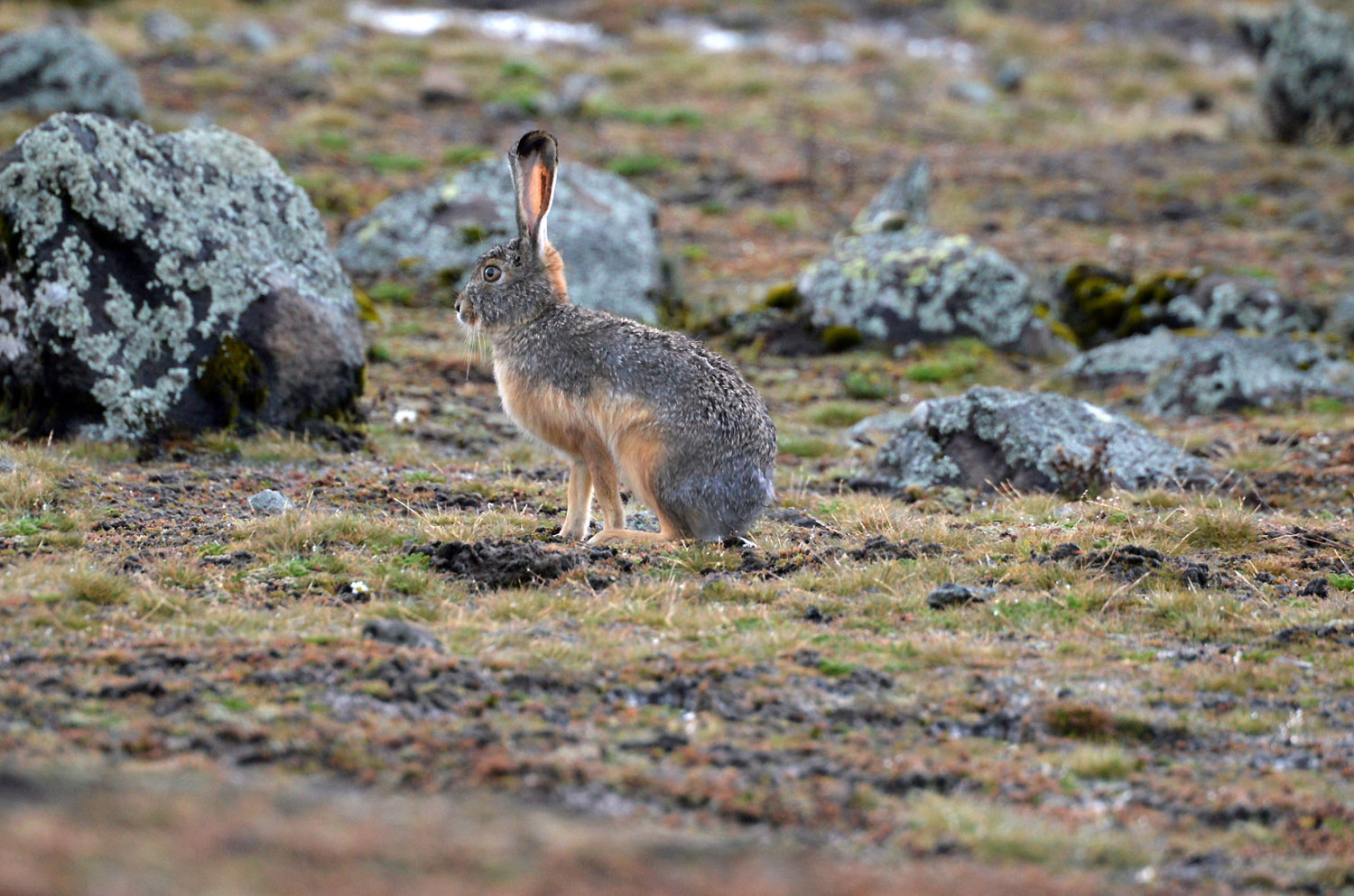 Ethiopian Highland Hare, Sanetti plateau