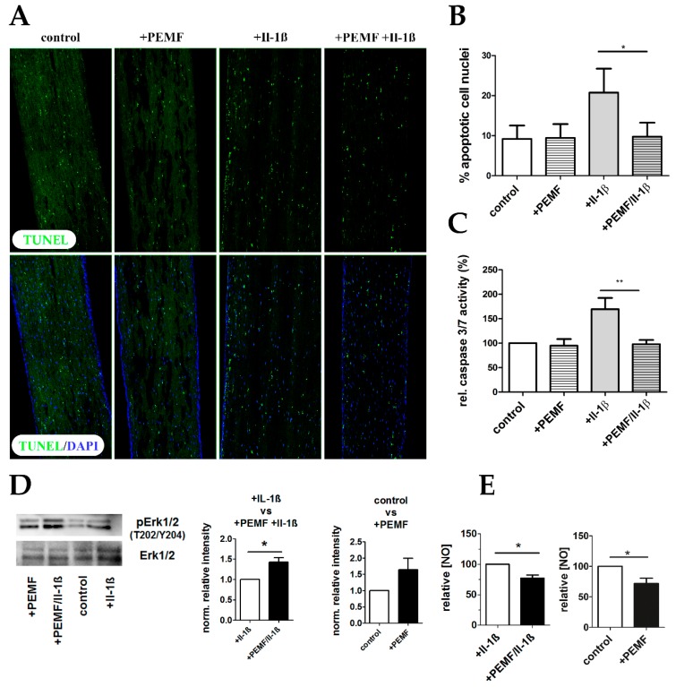 cells-08-00399-g009jpg