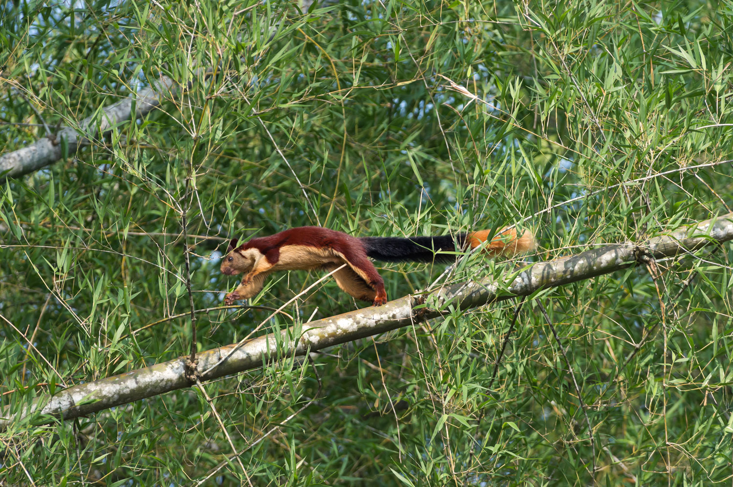 Malabar Giant Squirrel, Nagarhole NP, Karnataka