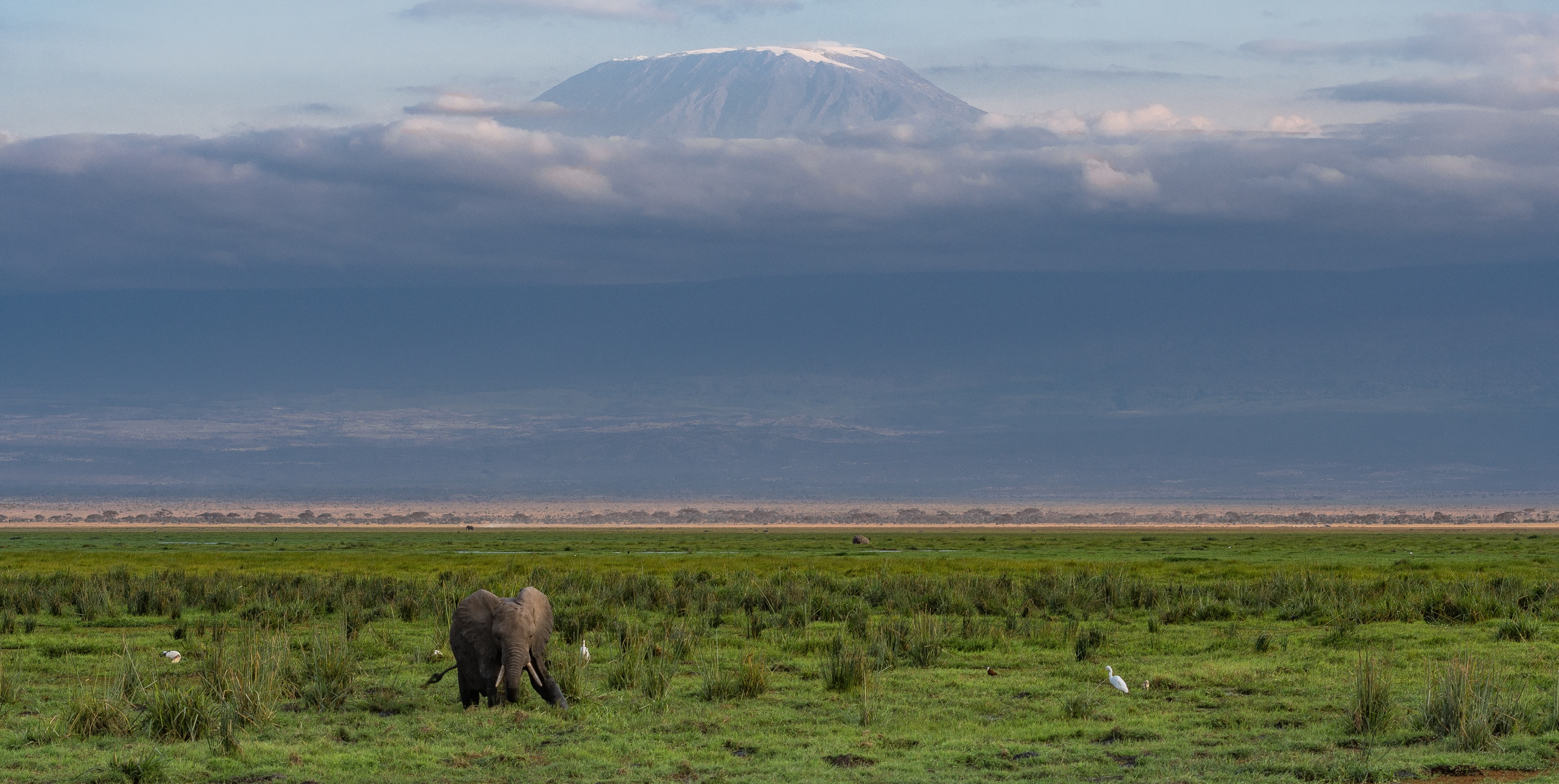 Il maestoso Kilimanjaro e la fiorente natura del Parco Nazionale di Amboseli, Amboseli 2018