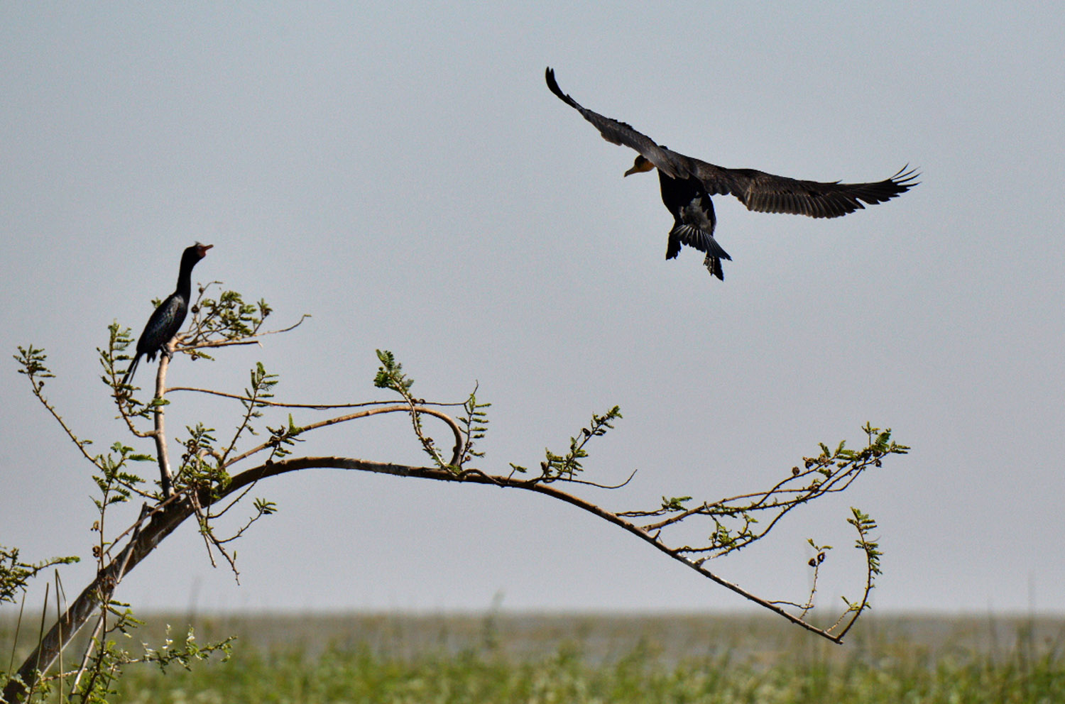 Long-tailed Cormorants, lago Zway, lake Zway