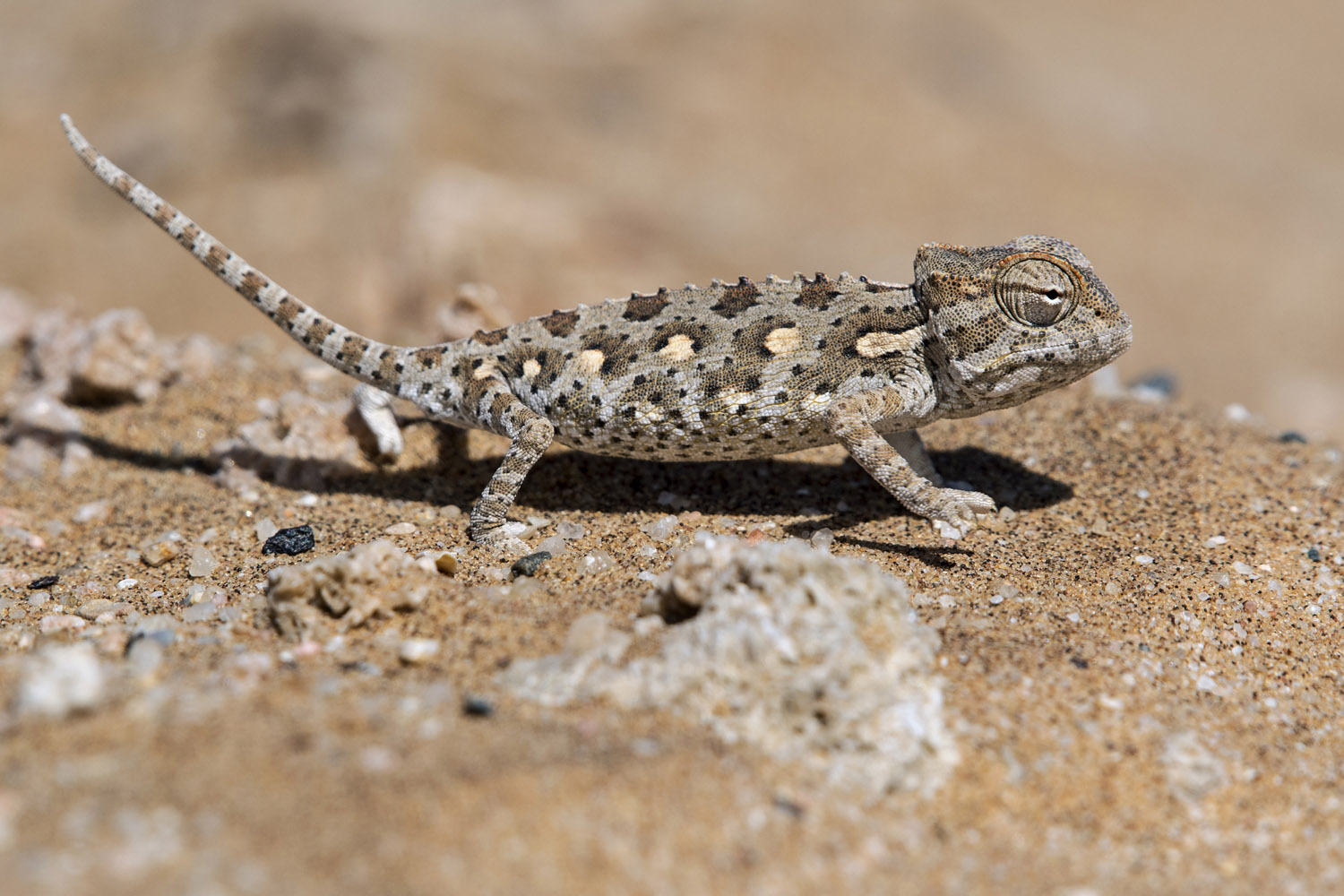 Namaqua Chameleon, Swakopmund