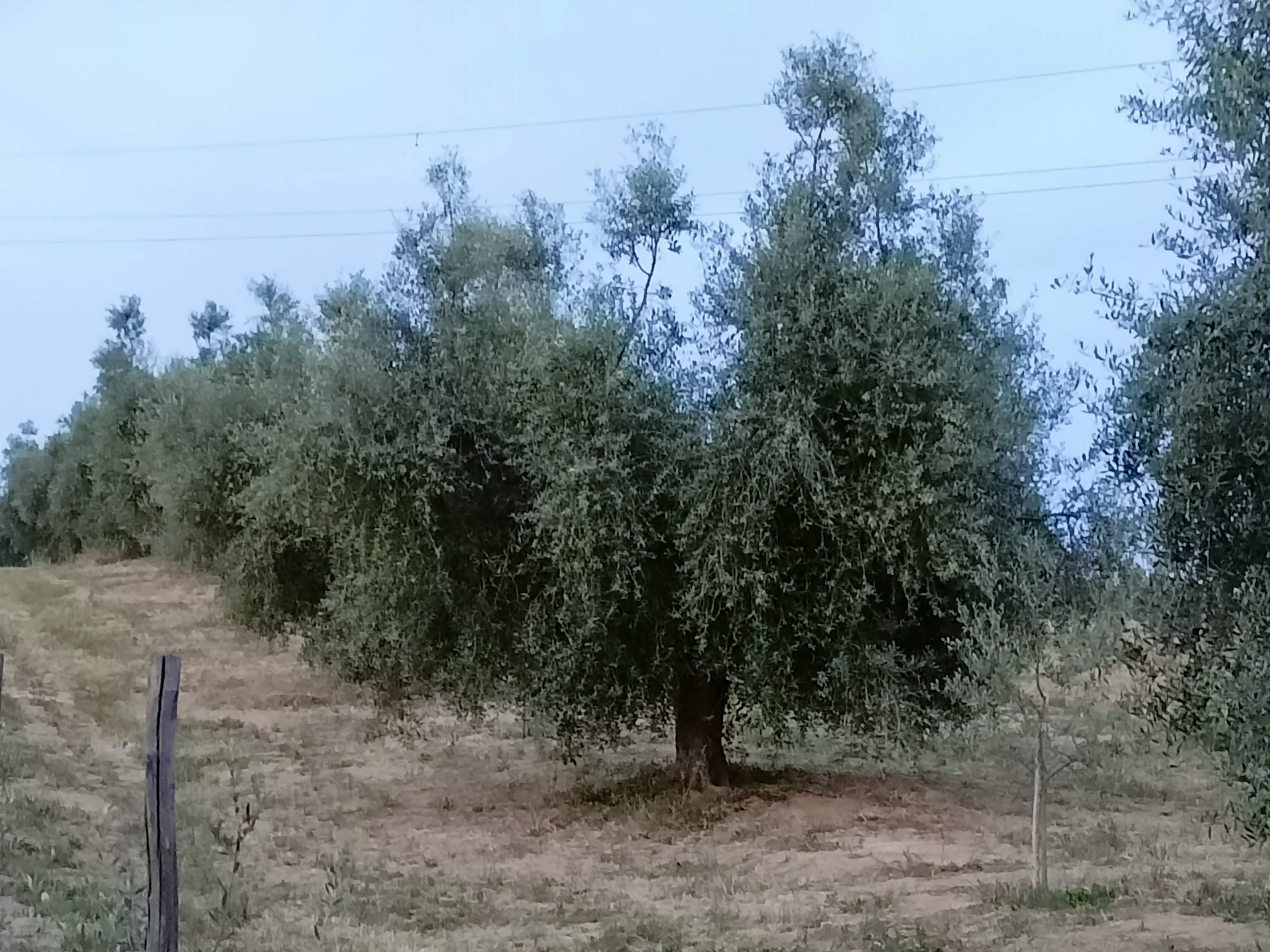 Oliveto, Olivi