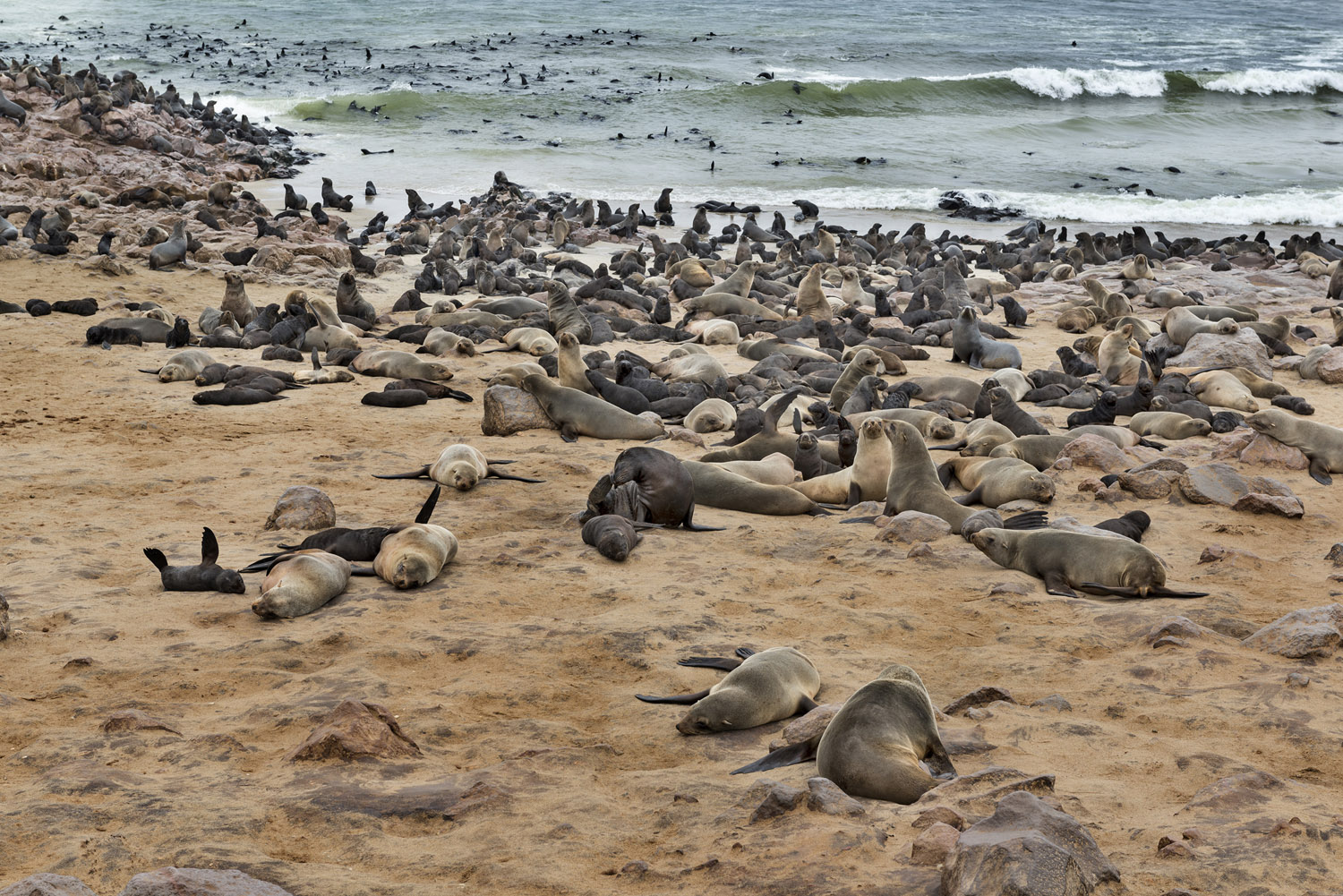 Cape Fur Seals, Cape Cross, Dorob NP