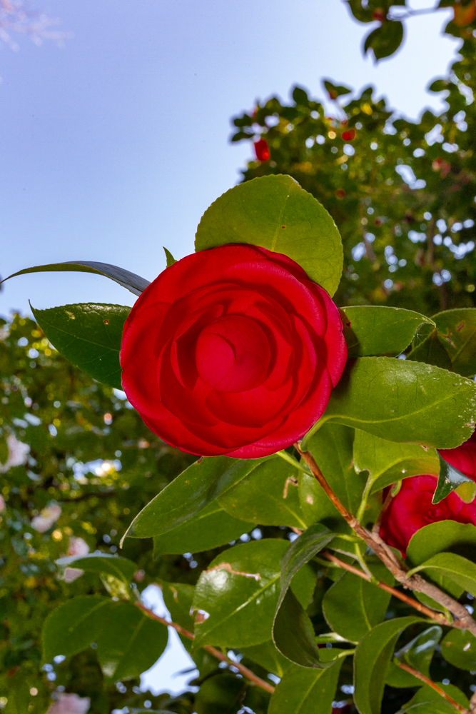 Camellia japonica spp. Villa Anelli - Oggebbio VB