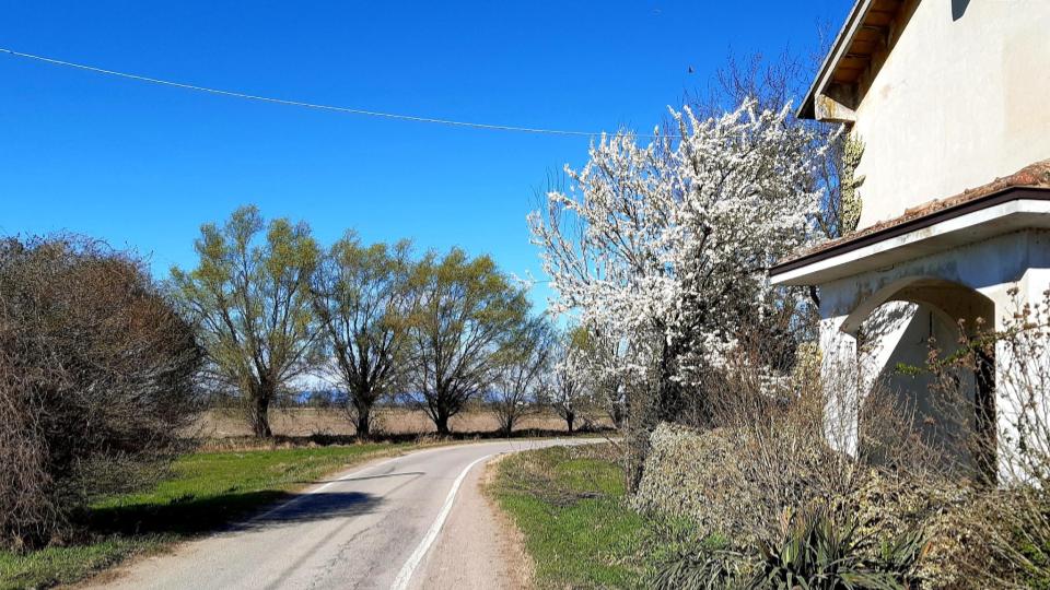 Lungo le strade di campagna a pochi chilometri da Milano è facile trovare alberi e cespugli in fiore