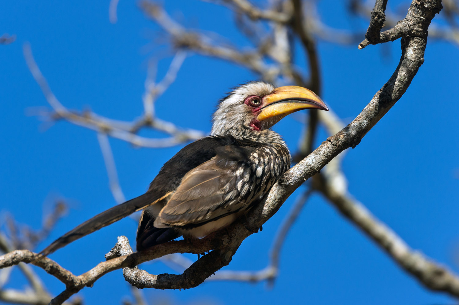 Southern Yellow-billed Hornbill, Kruger NP