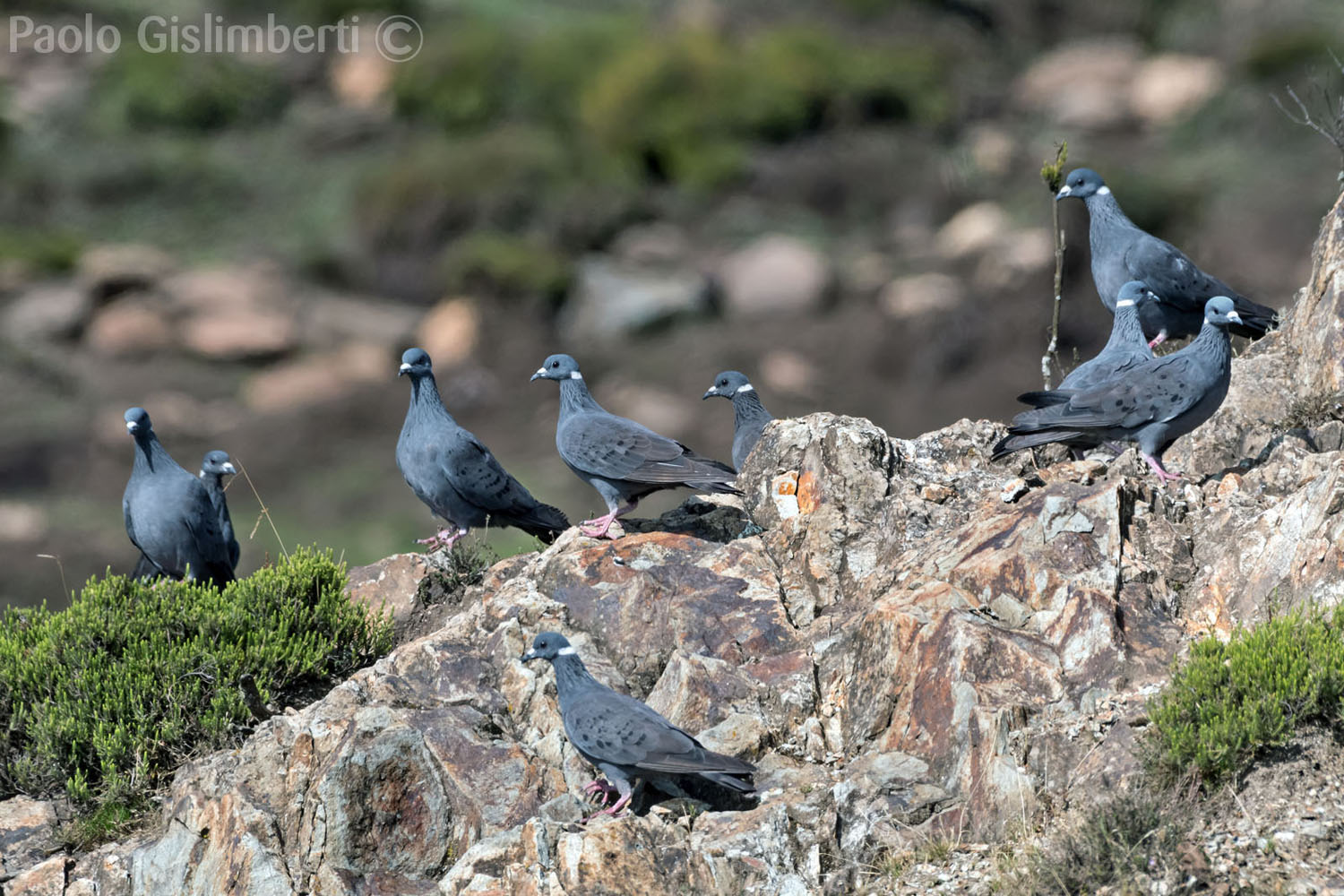 White-collared Pigeons, Bale mountains