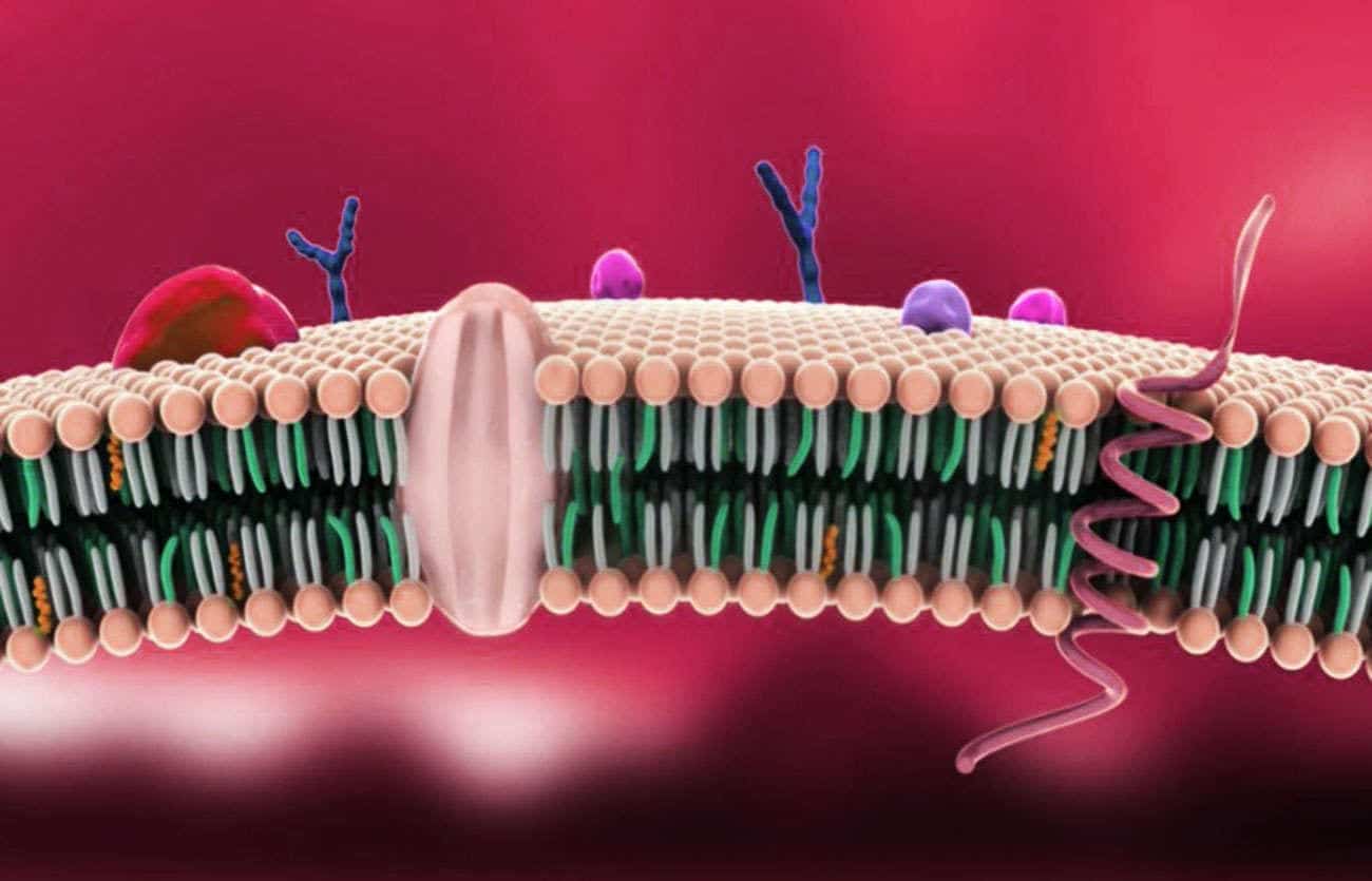 Risposte della membrana al campo elettromagnetico pulsato attraverso i recettori della membrana dell'adenosina