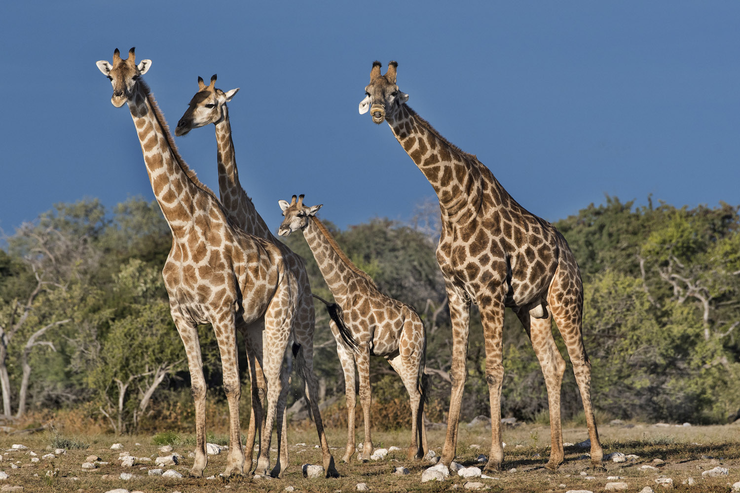 Southern Giraffes, Etosha NP