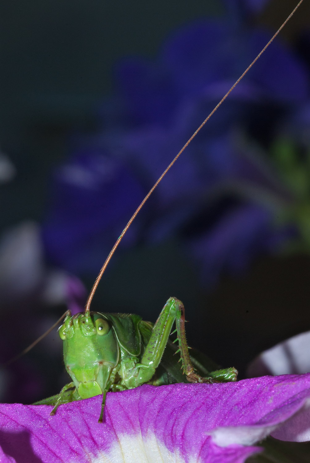 Green Bush-cricket