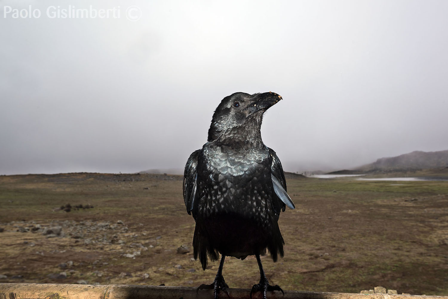 Fan-tailed Raven, Sanetti plateau