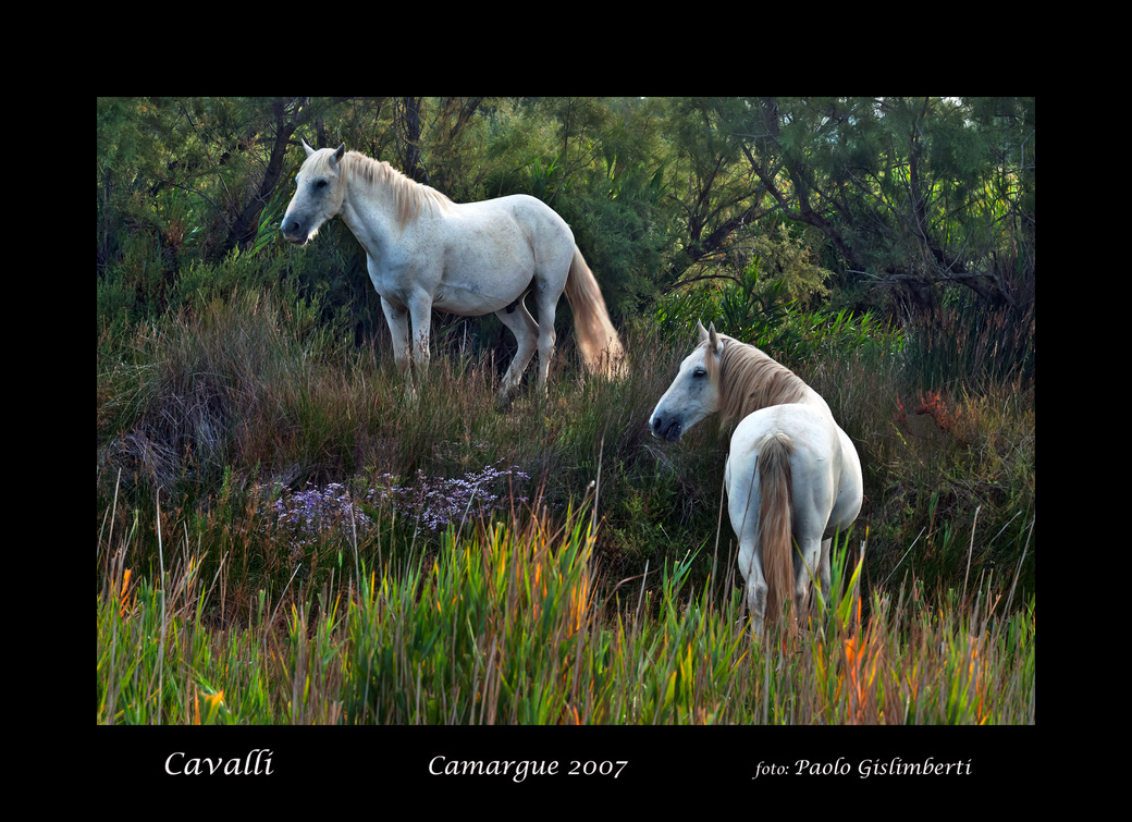 Cavalli, horses