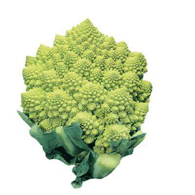 Cavolo broccolo romanesco BIO