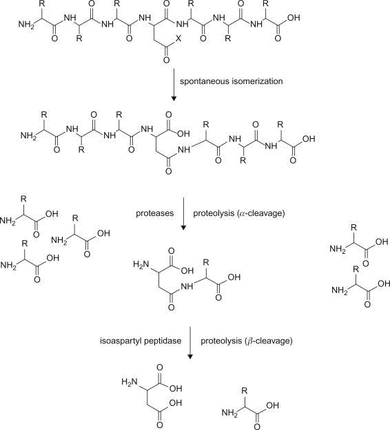 Aspartilglucosaminuria ( AGU )