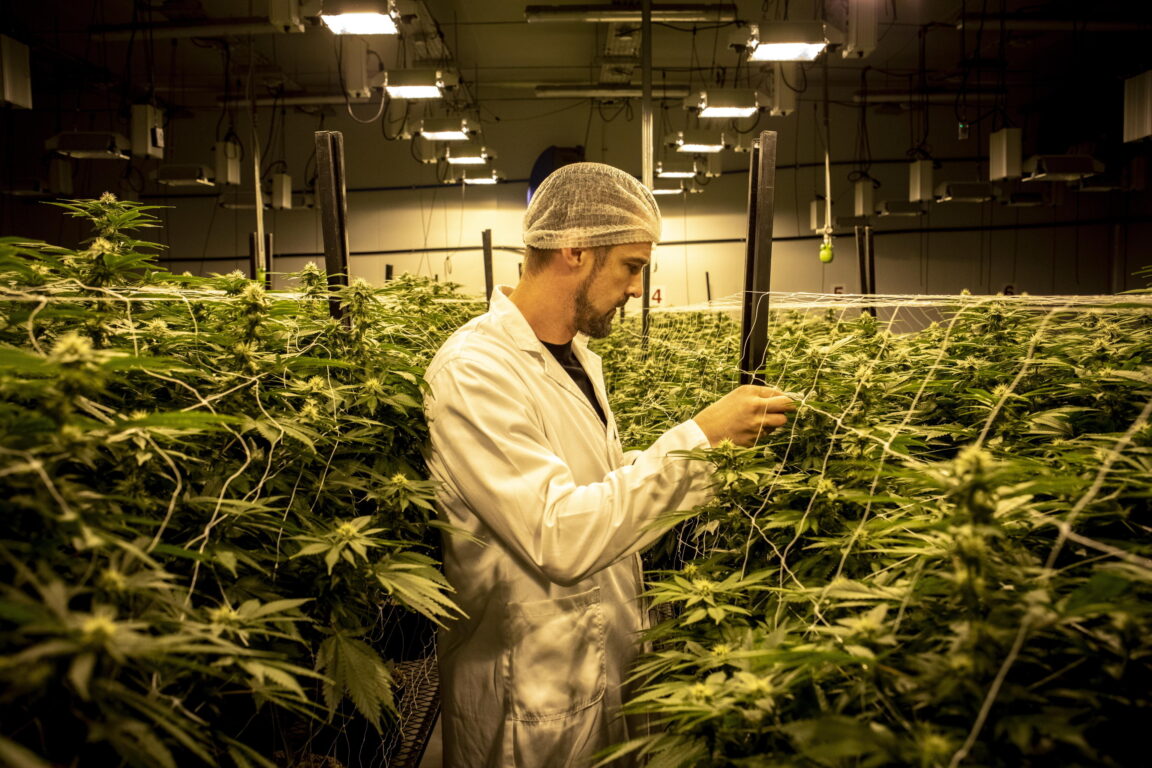 La cannabis light diventa illegale. A rischio migliaia di posti di lavoro. I produttori: «Non siamo spacciatori»