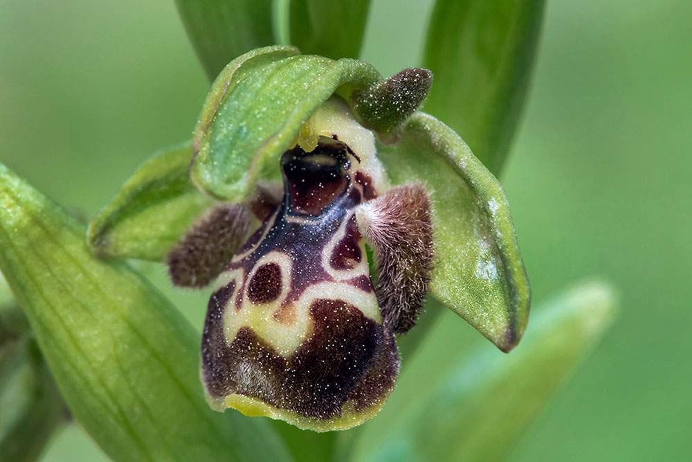 Carmel bee orchid