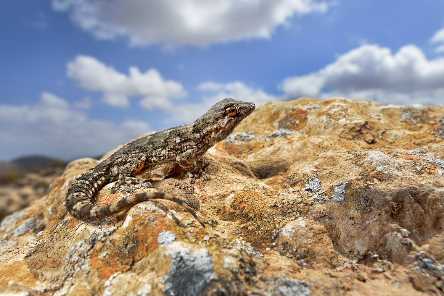East Canary Gecko, Fuerteventura