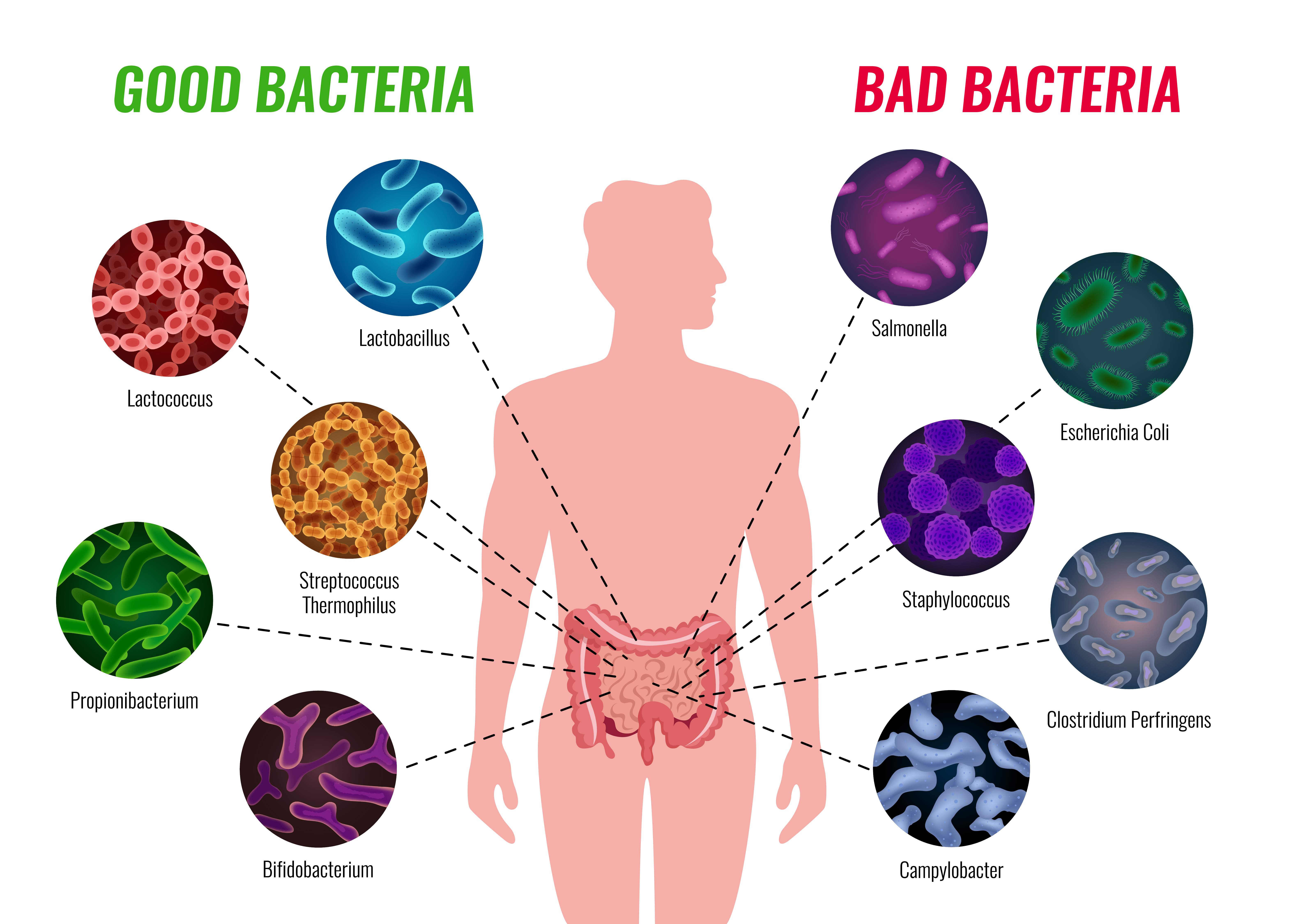biodiversità-ambientale-microbiota-intestinale-alimentazione-stress-disbiosi-farmaci-ormoni-fibre-eubiosi-probiotici-prebiotici-attività-fisica-stile-di-vita-sano