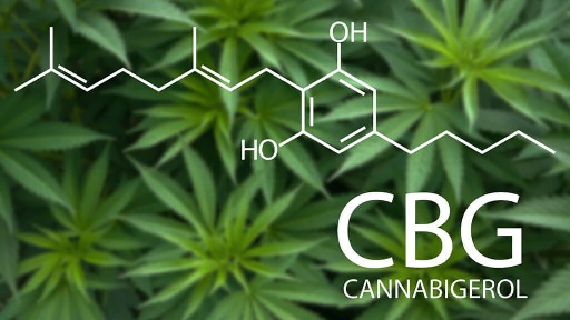 CBG: conosciamo da vicino uno dei cannabinoidi più promettenti in campo medico