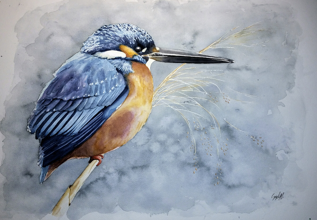 my largest portrait of a kingfisher