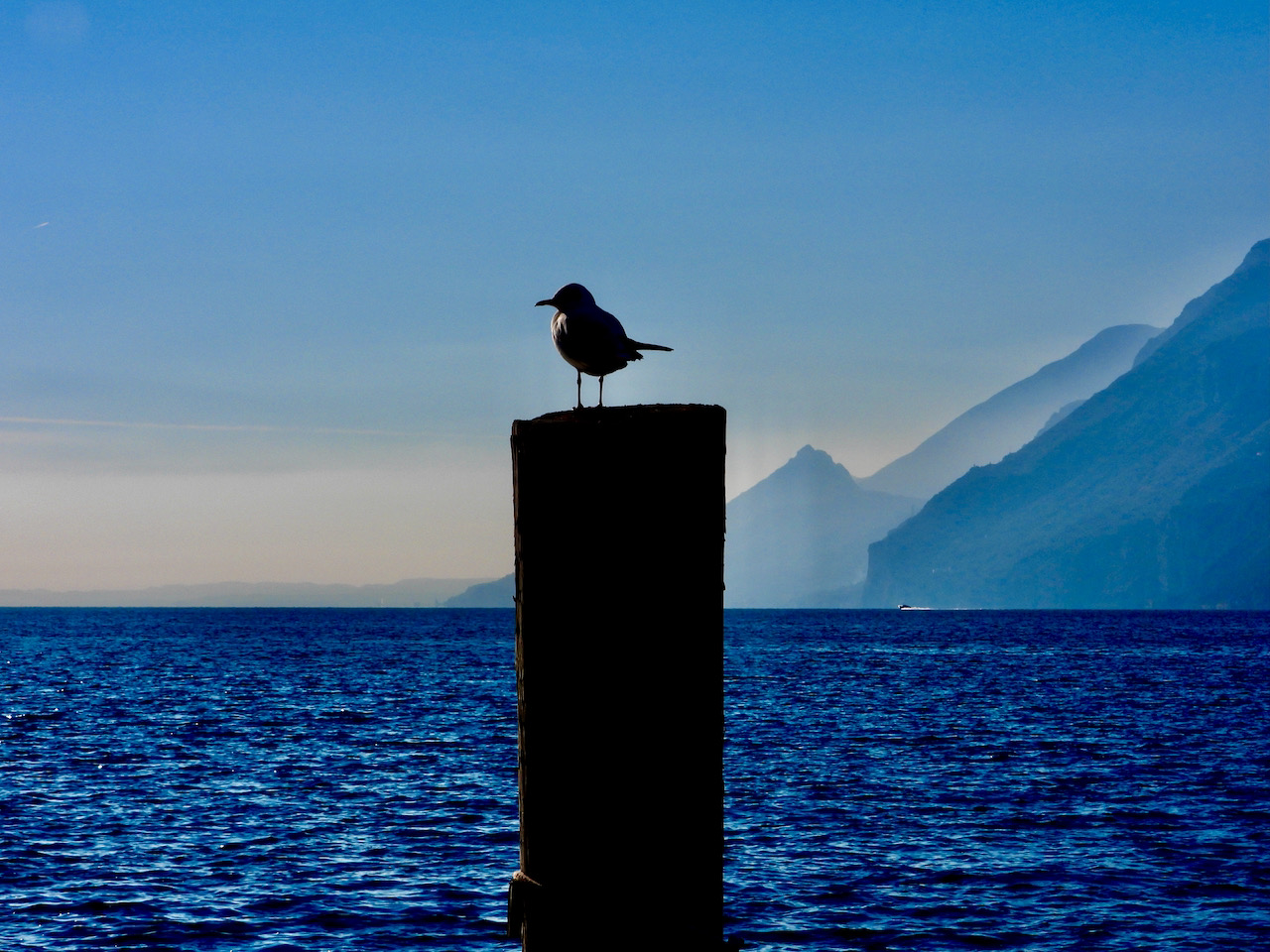 Gabbiano, lago di Garda, indipendenza, Malcesine, Italia