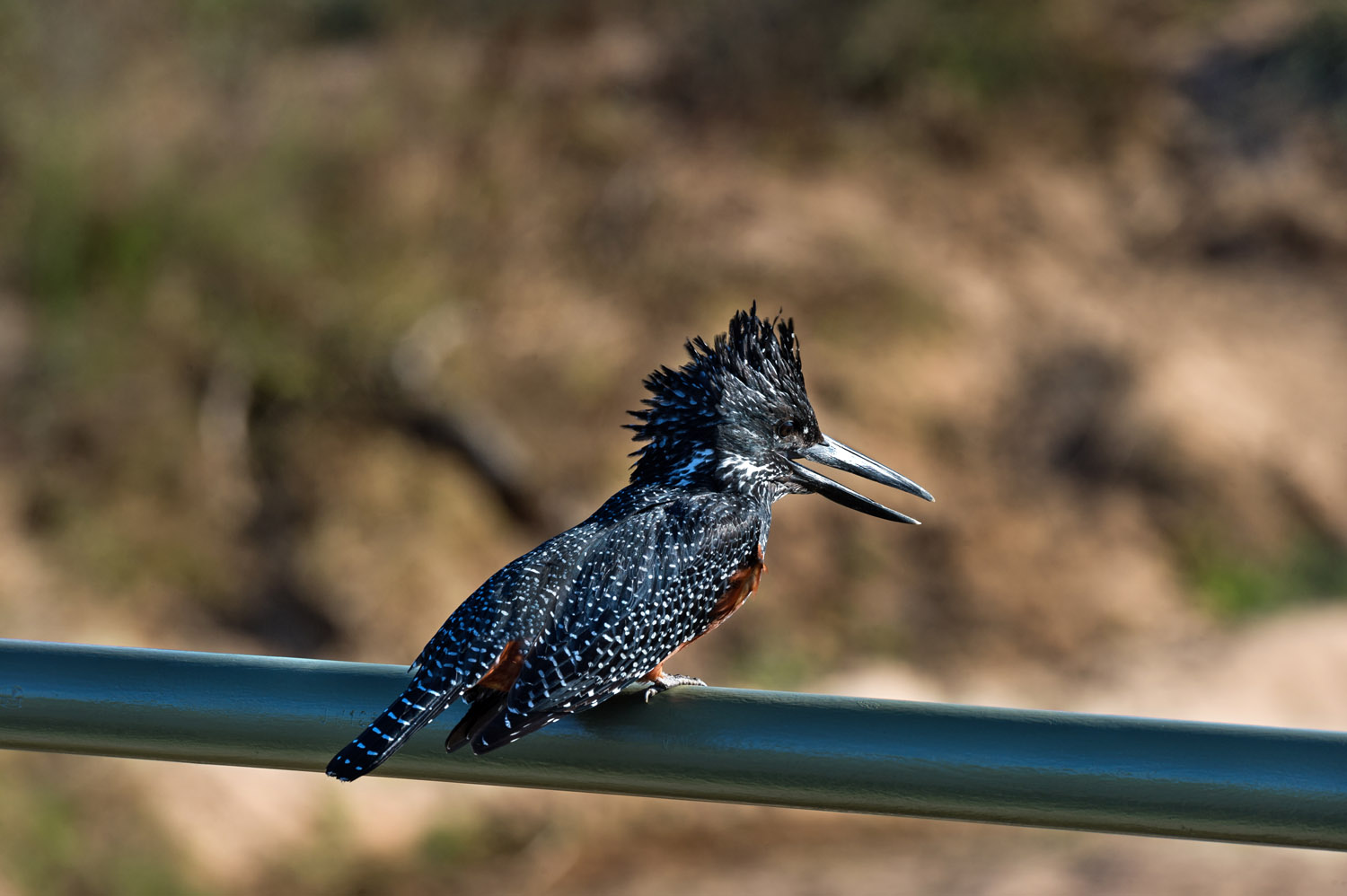 Giant Kingfisher, Kruger NP