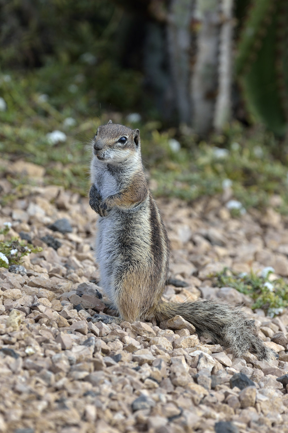 Barbary Ground Squirrel, Fuerteventura