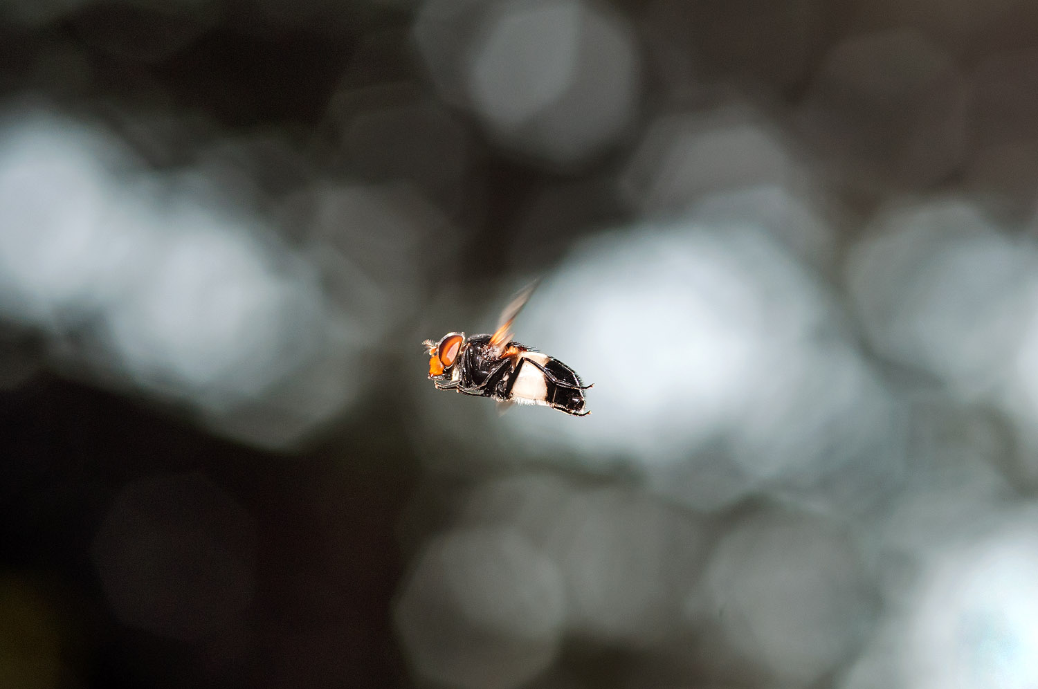 Large Pied-hoverfly