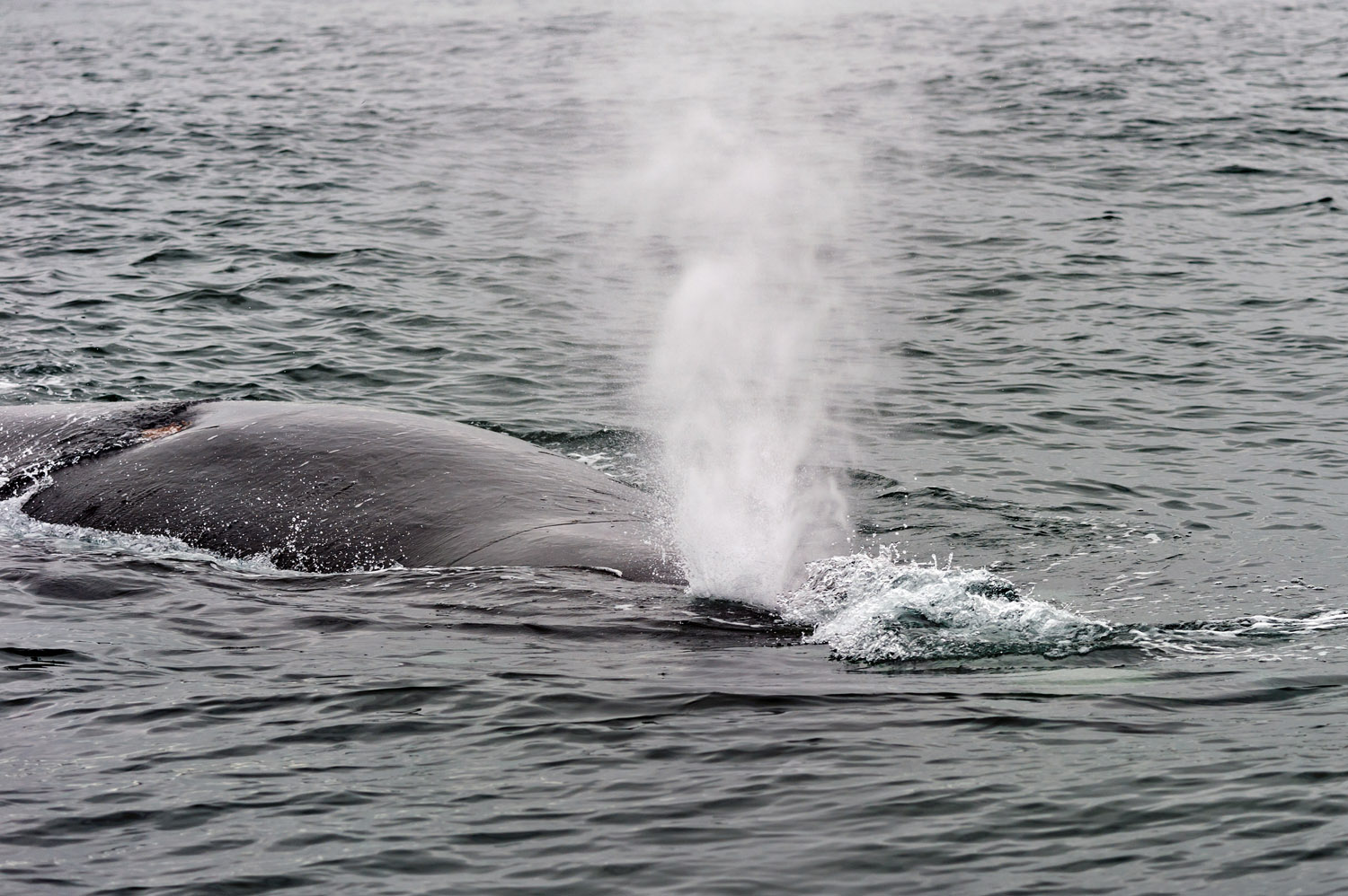 Southern Right Whale, Hermanos